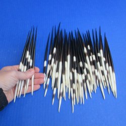 Fifty Thick African Porcupine Quills 7" to 8"