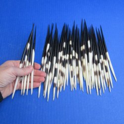 Fifty Thick African Porcupine Quills 7" to 8"