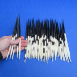Fifty Thick African Porcupine Quills 7" to 8"