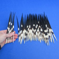 Fifty Thick African Porcupine Quills 7" to 8"