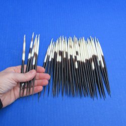 Fifty Thick African Porcupine Quills 6" to 7"