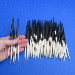 Fifty Thick African Porcupine Quills 6" to 7"