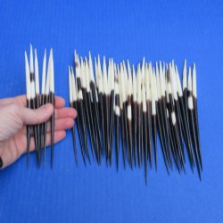 Fifty Thick African Porcupine Quills 6" to 7"