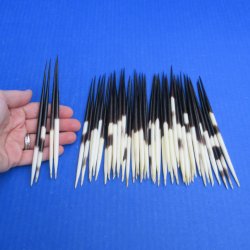 Fifty Thick African Porcupine Quills 6" to 7"