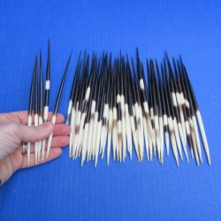 Fifty Thick African Porcupine Quills 6" to 7"
