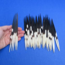 Fifty Thick African Porcupine Quills 6" to 7"