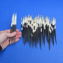 Fifty Thick African Porcupine Quills 6" to 7"