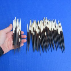 Fifty Thick African Porcupine Quills 6" to 7"
