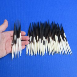 Fifty Thick African Porcupine Quills 5" to 6"