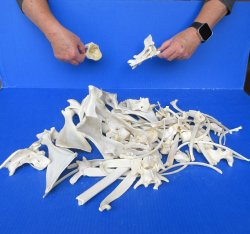 4lb Assorted Bones
