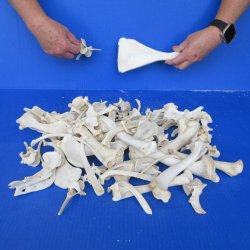 4lb Assorted Bones