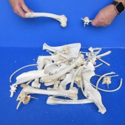 4lb Assorted Bones