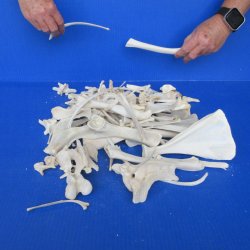 4lb Assorted Bones