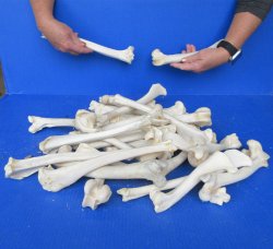 Thirty Deer Leg Bones 7" to 12" 