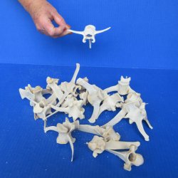 Twenty Wild Boar Vertebrae Bones, 4-1/2" to 5-1/2" 