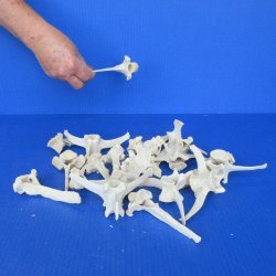 Twenty Wild Boar Vertebrae Bones, 4-1/2" to 5-1/2" 