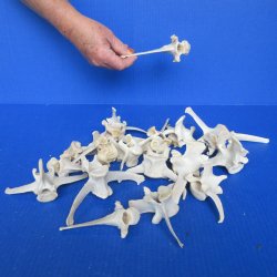 Twenty Wild Boar Vertebrae Bones, 4-1/2" to 5-1/2" 