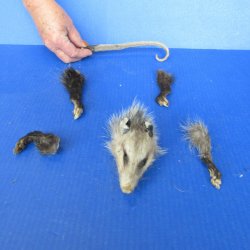 Preserved Opossum H...