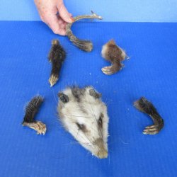 Preserved Opossum H...