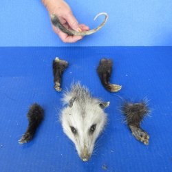 Preserved Opossum H...
