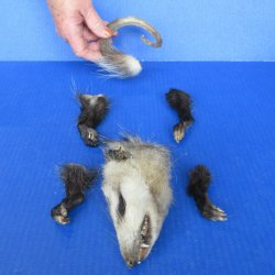 Preserved Opossum H...
