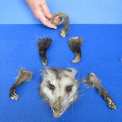 Preserved Opossum H...
