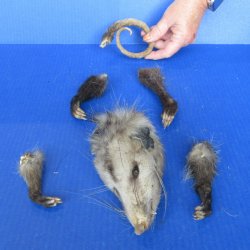 Preserved Opossum H...
