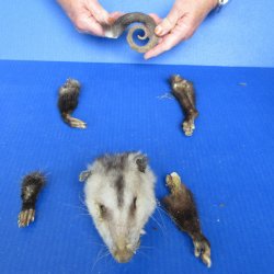 Preserved Opossum H...