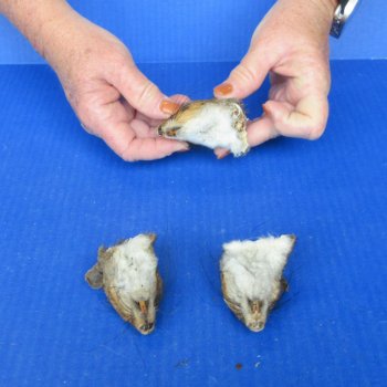 Three Preserved Squirrel Heads 