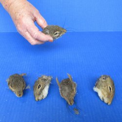 Five Preserved Squi...