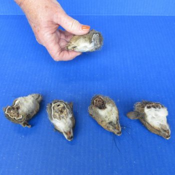 Five Preserved Squirrel Heads 