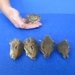Five Preserved Squi...