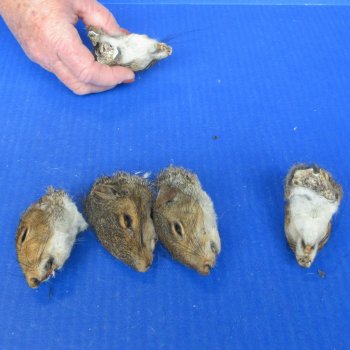 Five Preserved Squirrel Heads 