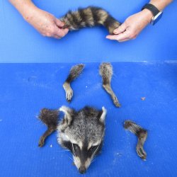 Preserved Raccoon H...