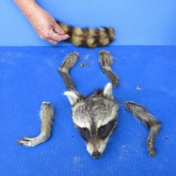 Preserved Raccoon H...