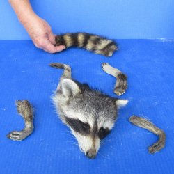 Preserved Raccoon H...