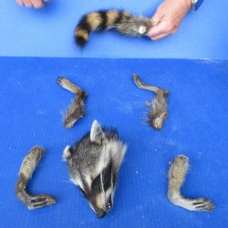 Preserved Raccoon H...