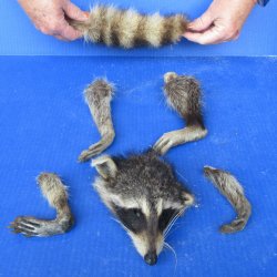 Preserved Raccoon H...
