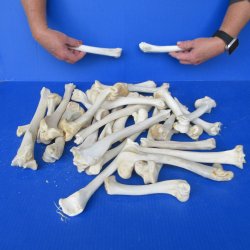 Thirty Deer Leg Bones 7" to 12" 