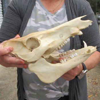 B-Grade 11-1/2" Wild Boar Skull