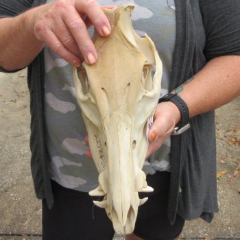 B-Grade 11-1/2" Wild Boar Skull