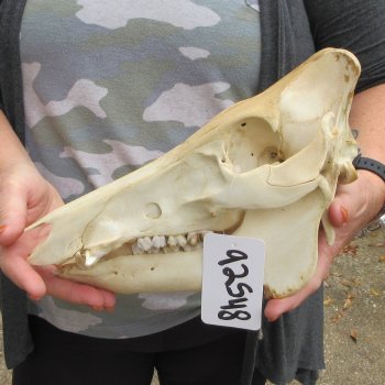 B-Grade 11-1/2" Wild Boar Skull