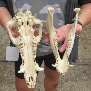 B-Grade 11-1/2" Wild Boar Skull