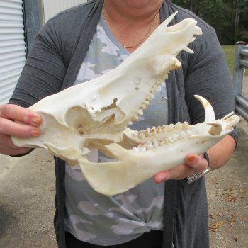 B-Grade 12-1/2" Wild Boar Skull