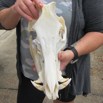 B-Grade 12-1/2" Wild Boar Skull