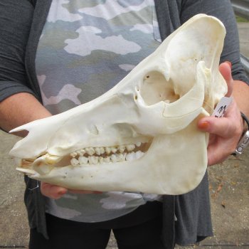 B-Grade 12-1/2" Wild Boar Skull
