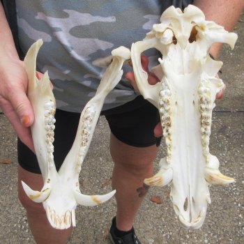 B-Grade 12-1/2" Wild Boar Skull