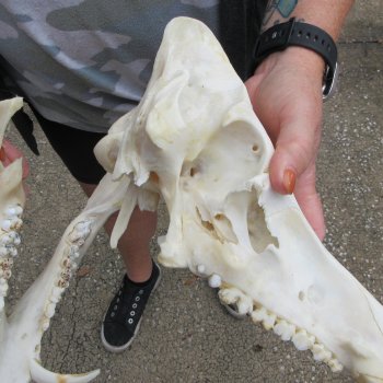 B-Grade 12-1/2" Wild Boar Skull