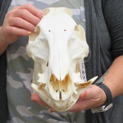 13" Wild Boar Skull