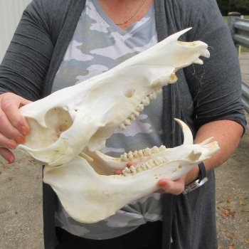 13" Wild Boar Skull